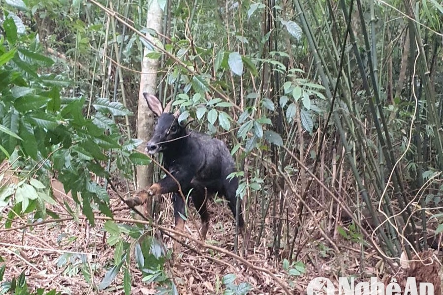 Giải cứu thành công sơn dương mắc bẫy ở Nghệ An