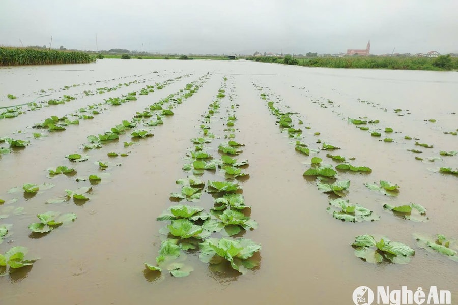 Mưa lớn ở Nghệ An: Rau màu ngập sâu, 4 con trâu bị sét đánh chết