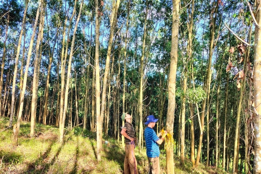 Xúc tiến liên kết đầu tư trồng rừng gỗ lớn vùng Bắc Trung Bộ