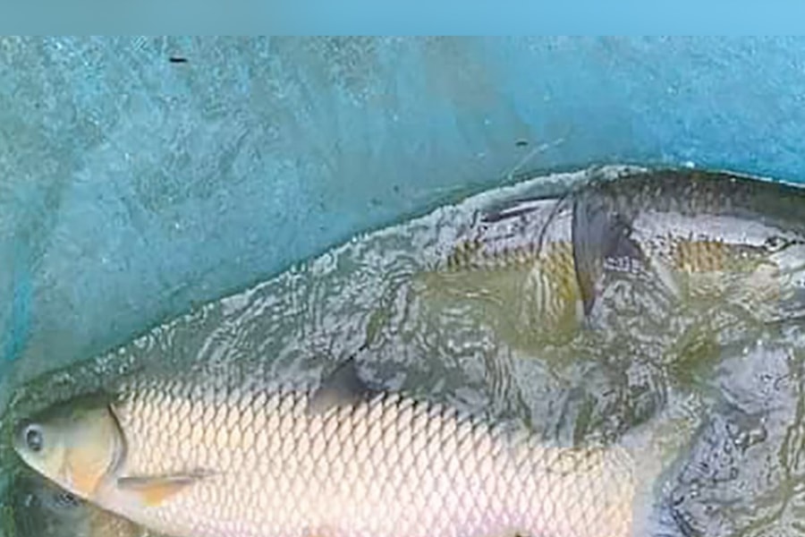 Người dân Khe Ngậu dẫn nước suối về ao nuôi cá