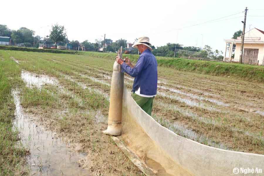 Nông dân Nghệ An giăng lưới, đắp bờ săn 'lộc trời'