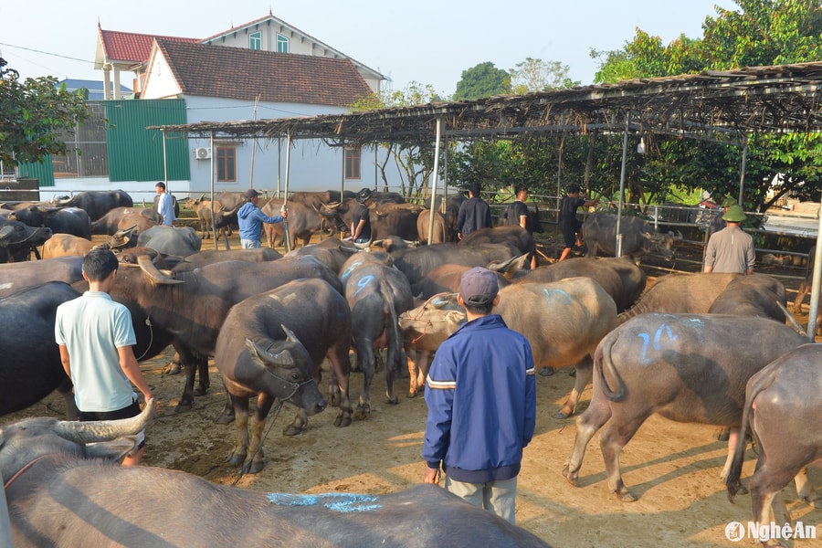 Làng buôn trâu, bò xuyên quốc gia ở Nghệ An