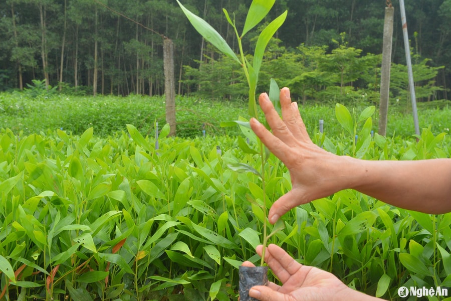 Nghệ An phấn đấu cung ứng 41 triệu giống cây lâm nghiệp chất lượng cao