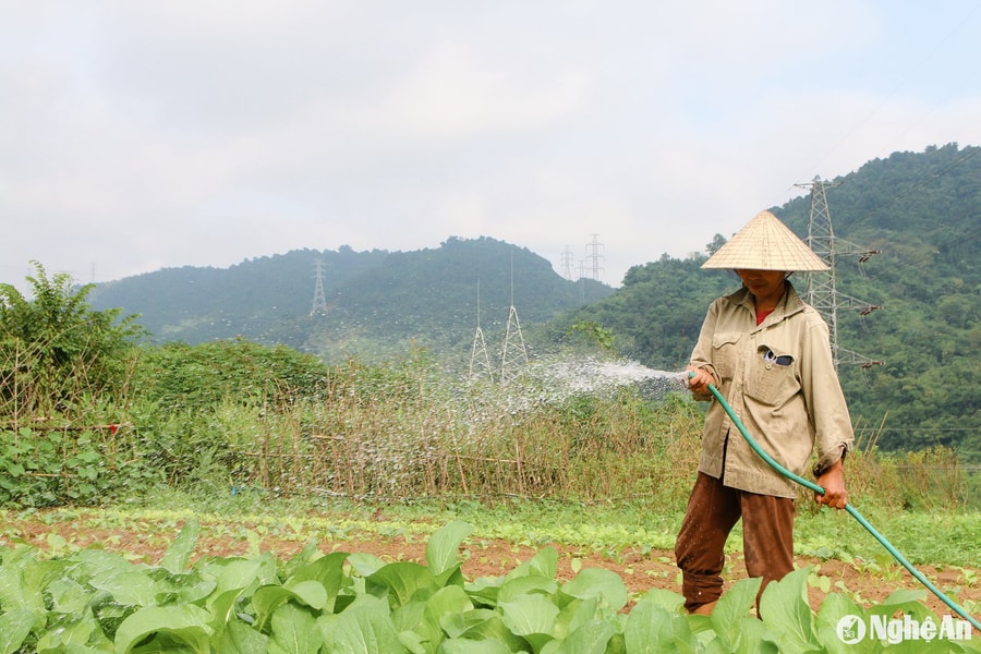 Xanh mướt vườn rau '4 không' ở Na Tổng