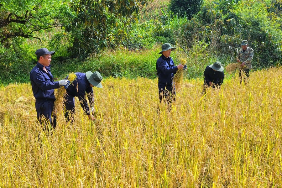 Đội Quy tập Bộ Chỉ huy Quân sự tỉnh Nghệ An giúp người dân Lào gặt lúa