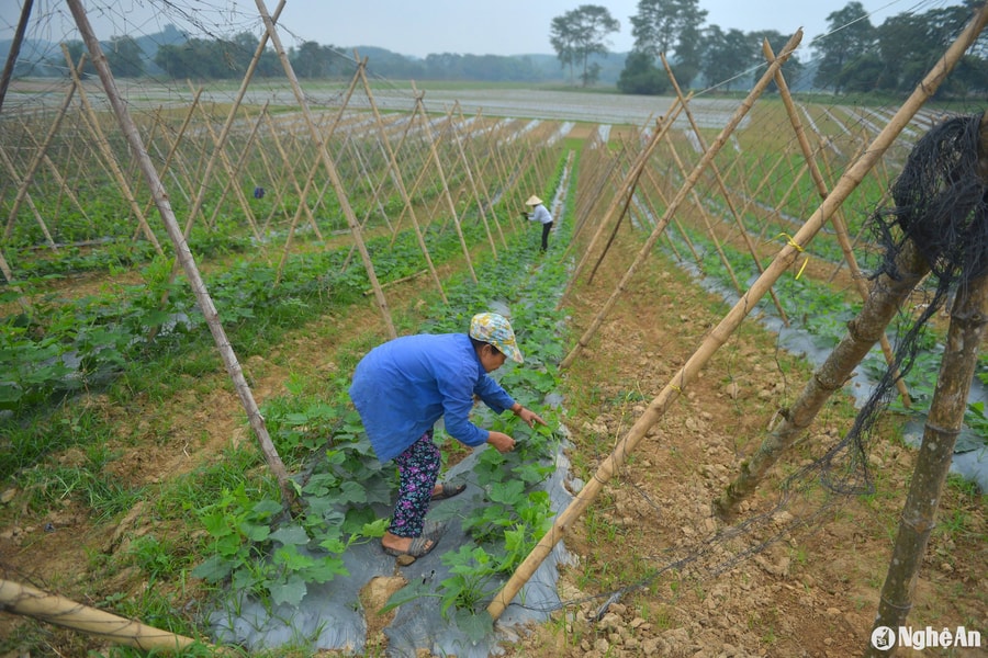 Nông dân Anh Sơn tích cực chăm sóc bí xanh phục vụ Tết