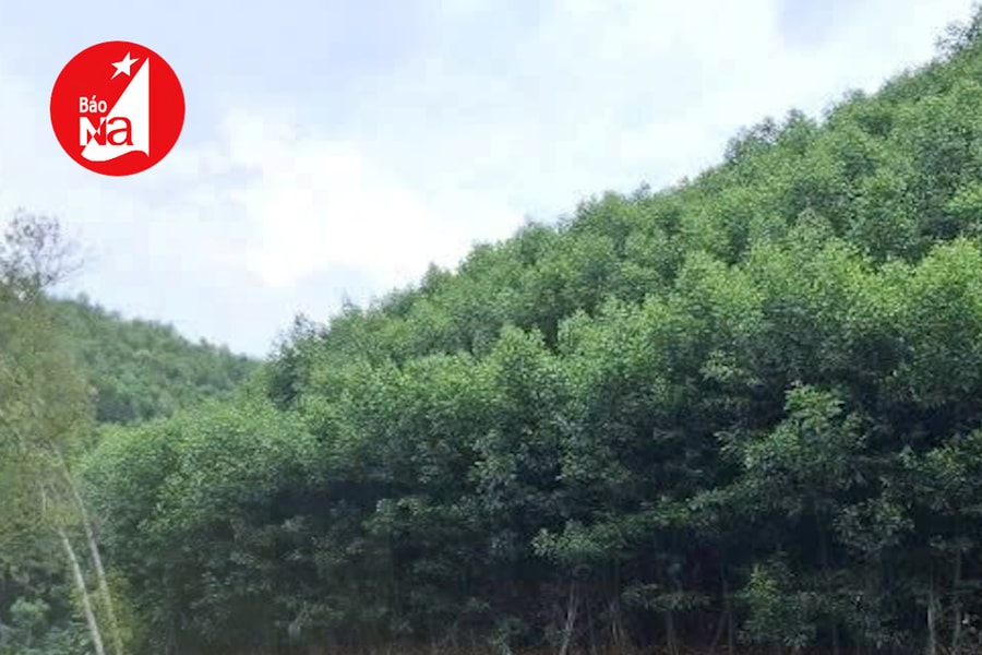 Đối tượng đầu độc ao cá do thù hằn cá nhân đã bị bắt