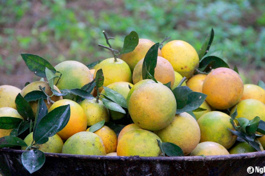 Sản lượng cam Vinh năm nay ước khoảng 37.000 tấn quả