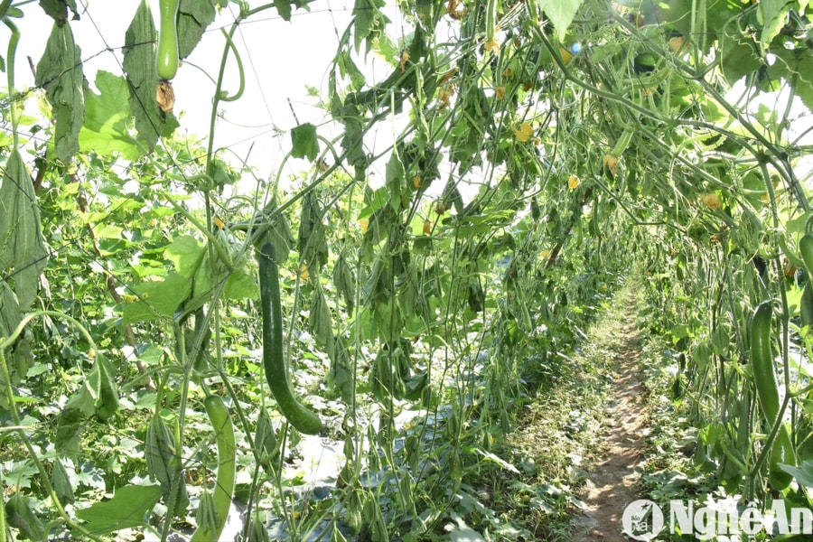 Xử lý nghiêm hành vi phá hoại hoa màu, vật nuôi của người dân ở Nghệ An