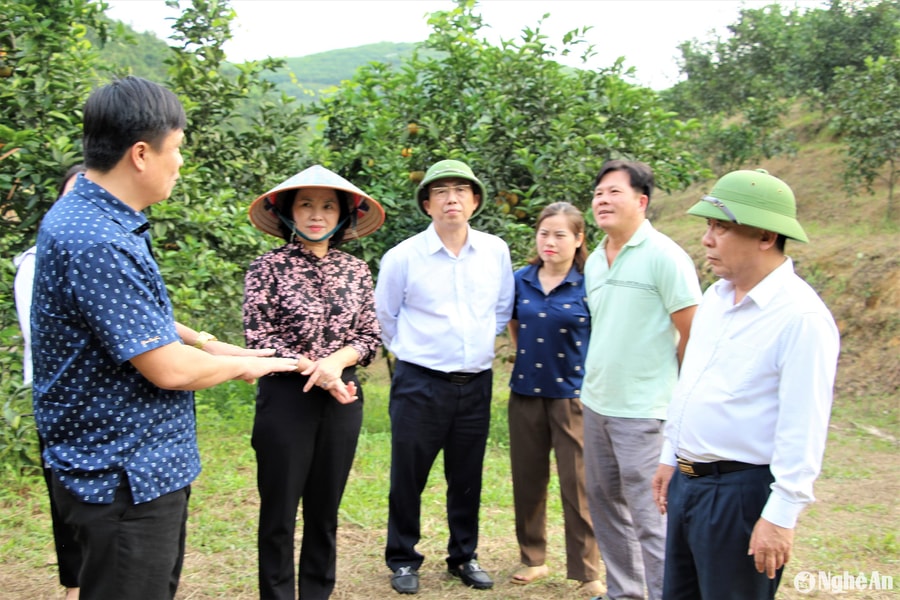 Phó Chủ tịch UBND tỉnh Nguyễn Văn Đệ kiểm tra mô hình trồng cam hữu cơ tại huyện Thanh Chương