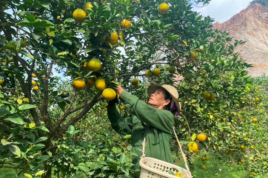 Vựa cam Đồng Thành (Yên Thành) bắt đầu vào vụ thu hoạch