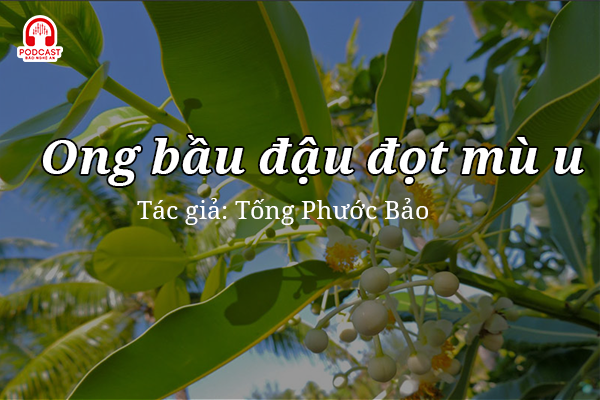 Đọc truyện đêm khuya: Ong bầu đậu đọt mù u