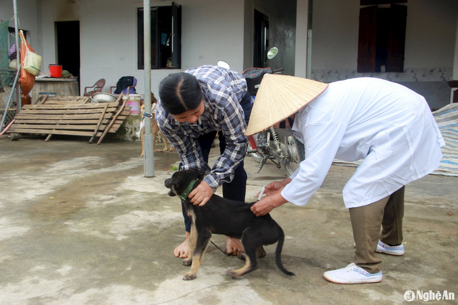 Tăng cường phòng chống bệnh Dại