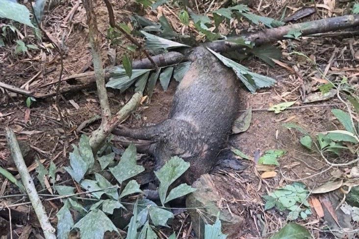 Tìm nguyên nhân hàng chục cá thể lợn rừng chết dọc khe, suối trong Vườn Quốc gia Pù Mát
