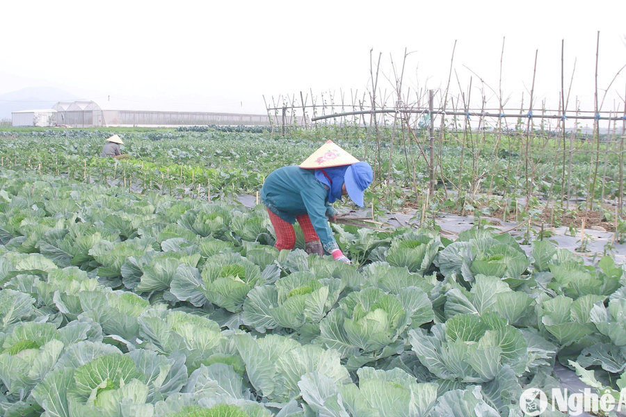Quy định chuyển tiếp về giao đất, cho thuê đất, chuyển mục đích sử dụng đất