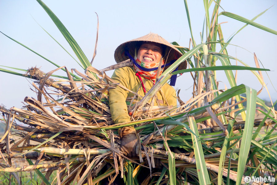 Nhiều công việc ở Nghệ An thiếu lao động thời vụ dịp cuối năm