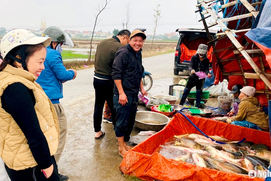 Nông dân Nghệ An thu hoạch cá trên đất lúa, thu tiền ngay tại ruộng