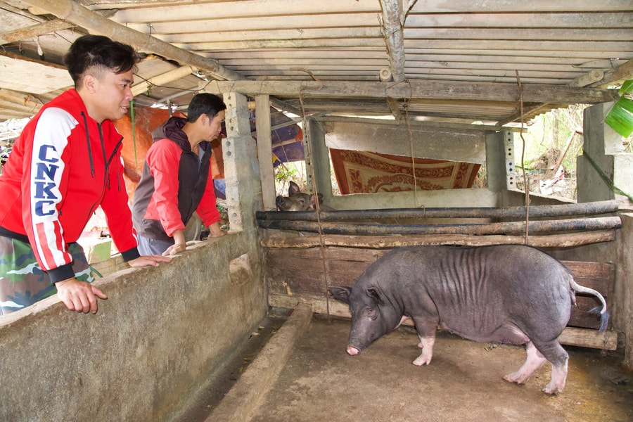 Huyện vùng biên Nghệ An tạm ngừng cấp phát con giống để tránh giá rét, dịch bệnh