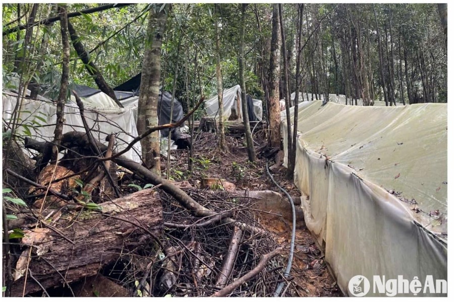 Từ tuyến bài “Làm rõ tác động tiêu cực của việc trồng sâm Ngọc Linh lên rừng phòng hộ Puxailaileng”: Sẽ có hội thảo đánh giá toàn diện!