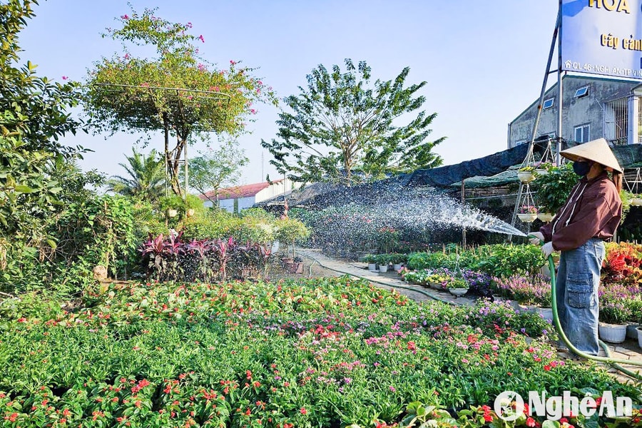 Mặt bằng kinh doanh hoa cây cảnh Tết ở Nghệ An tăng giá, khó thuê