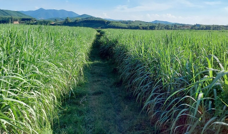 Công ty cổ phần Mía đường Sông Con hỗ trợ nông dân vay vốn trồng mía