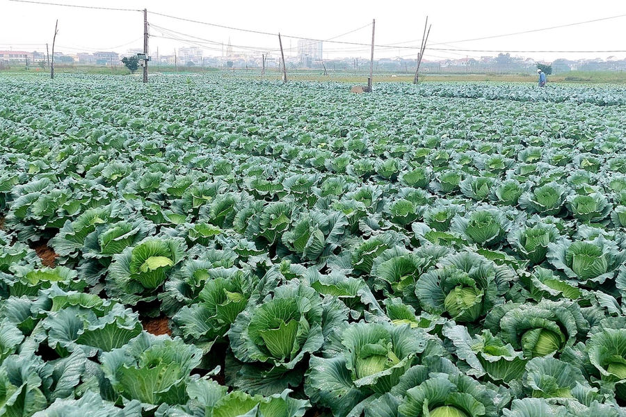 Nghệ An: Cây vụ đông sớm được mùa được giá