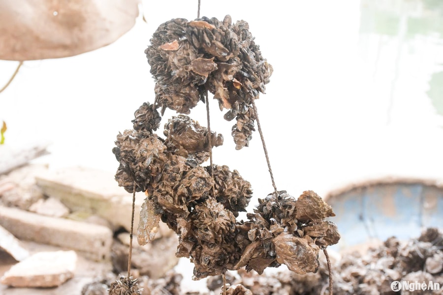 Ngư dân Hoàng Mai kiếm thêm thu nhập nhờ 'săn' thức ăn cho tôm hùm