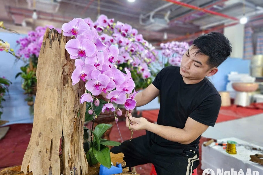 Thức xuyên đêm, thợ cắm lan ở Nghệ An kiếm cả trăm triệu đồng trong tháng Tết