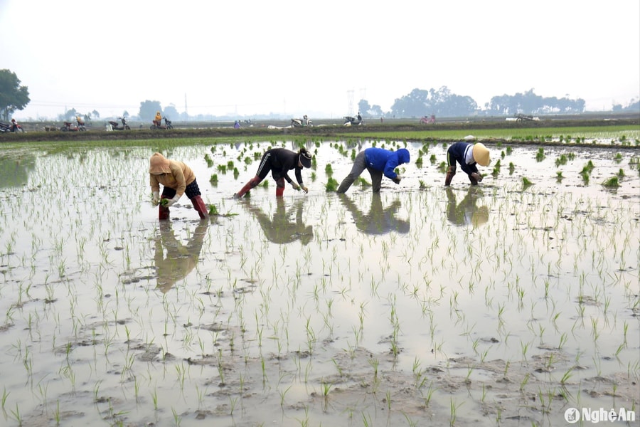 Nông dân Nghệ An hối hả xuống đồng sản xuất vụ Xuân