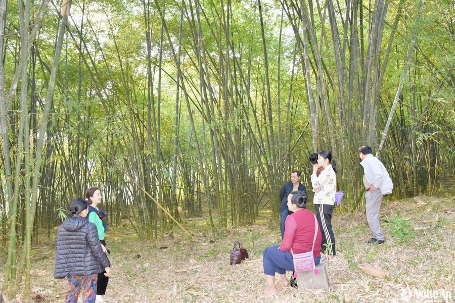 Người dân Tương Dương đề nghị nhân rộng mô hình sinh kế bền vững từ trồng mét