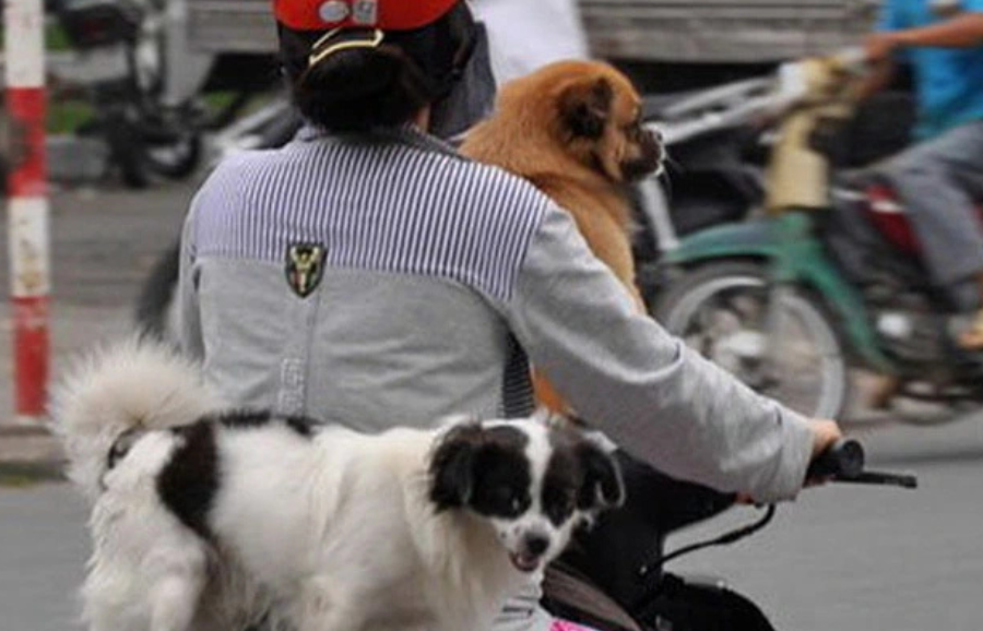 Quy định xử phạt người điều khiển, dẫn dắt vật nuôi vi phạm quy tắc giao thông đường bộ