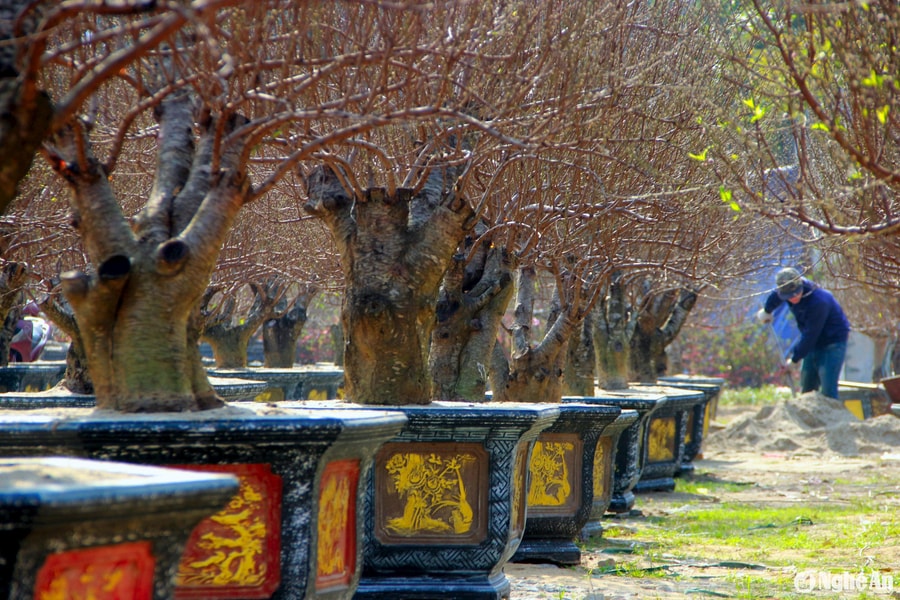 Đào cổ thụ xuống phố phục vụ người dân chơi Tết