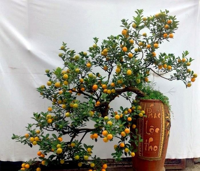 Cách cho cây quất ra quả chín vàng đúng dịp Tết Nguyên đán 2025