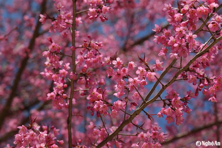 Ngắm mùa anh đào rực rỡ nơi rẻo cao Nghệ An