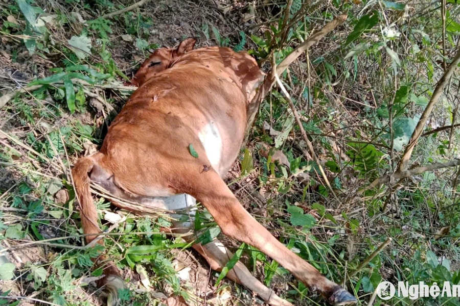 11 con trâu, bò của huyện vùng biên Nghệ An bị chết do rét hại