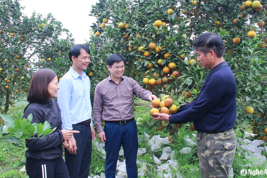 Nhân giá trị kinh tế từ sản xuất nông nghiệp hữu cơ ở Thanh Chương