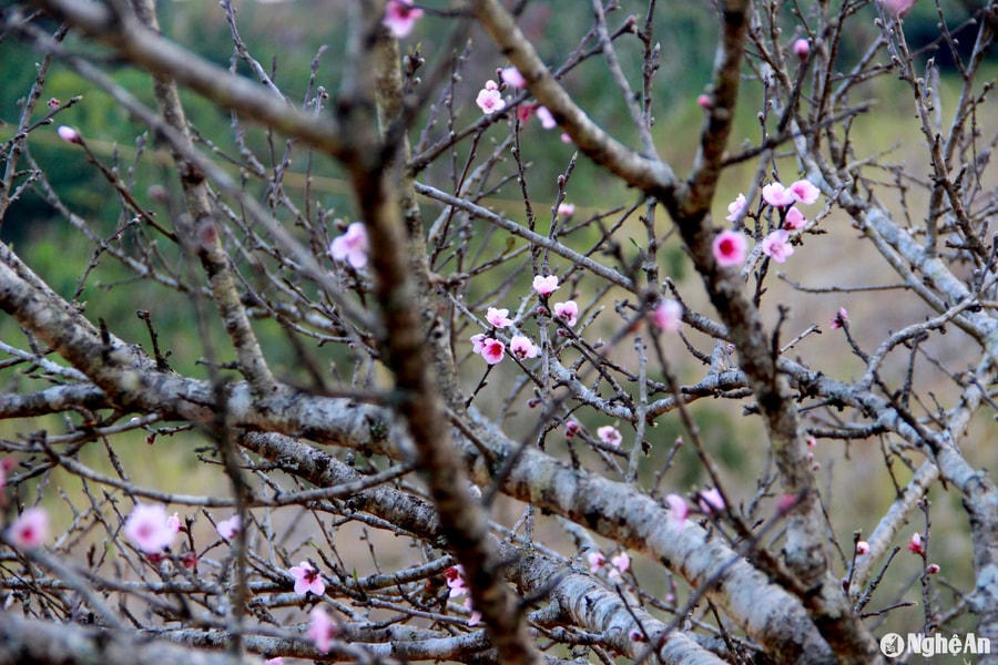 Đào đá Kỳ Sơn có giá từ vài triệu đến vài chục triệu đồng