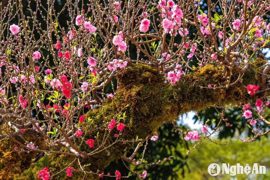 Ngắm những cây đào 'khủng' tuyệt đẹp một năm xuất hiện một lần ở thành phố Vinh