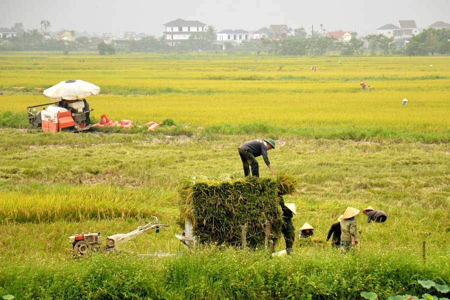 Nghệ An quy định mức nộp tiền khi chuyển mục đích sử dụng từ đất chuyên trồng lúa sang đất phi nông nghiệp