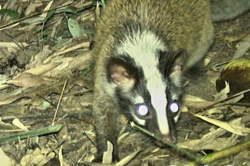 Phát hiện nhiều loài động vật hoang dã quý hiếm tại vùng rừng nguyên sinh biên giới Việt - Lào thuộc huyện Tương Dương