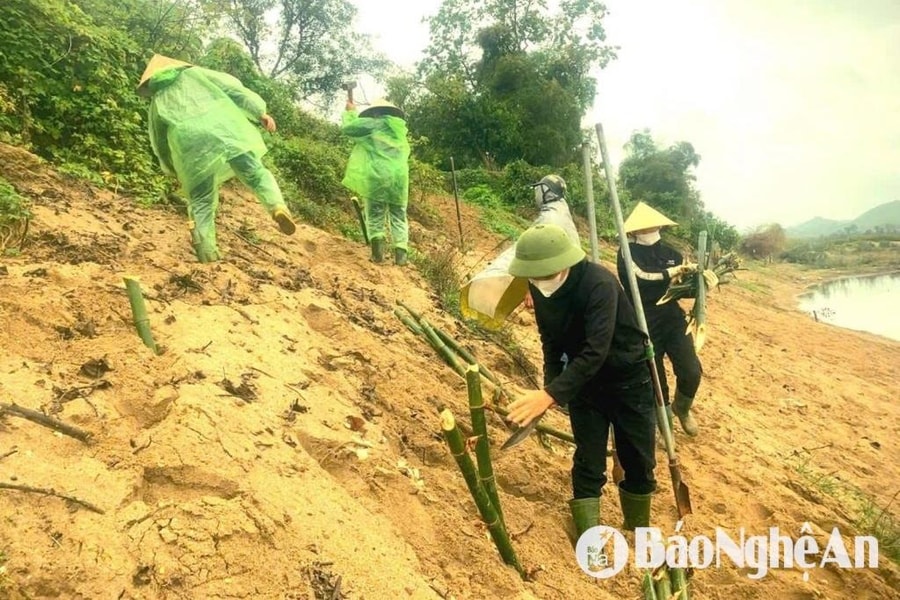Anh Sơn sẽ trồng hơn 13.000 gốc tre ven sông Lam chống sạt lở