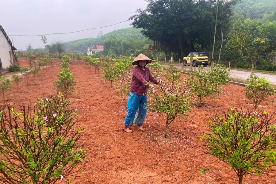 Nông dân Yên Thành tất bật chăm sóc vườn đào sau Tết