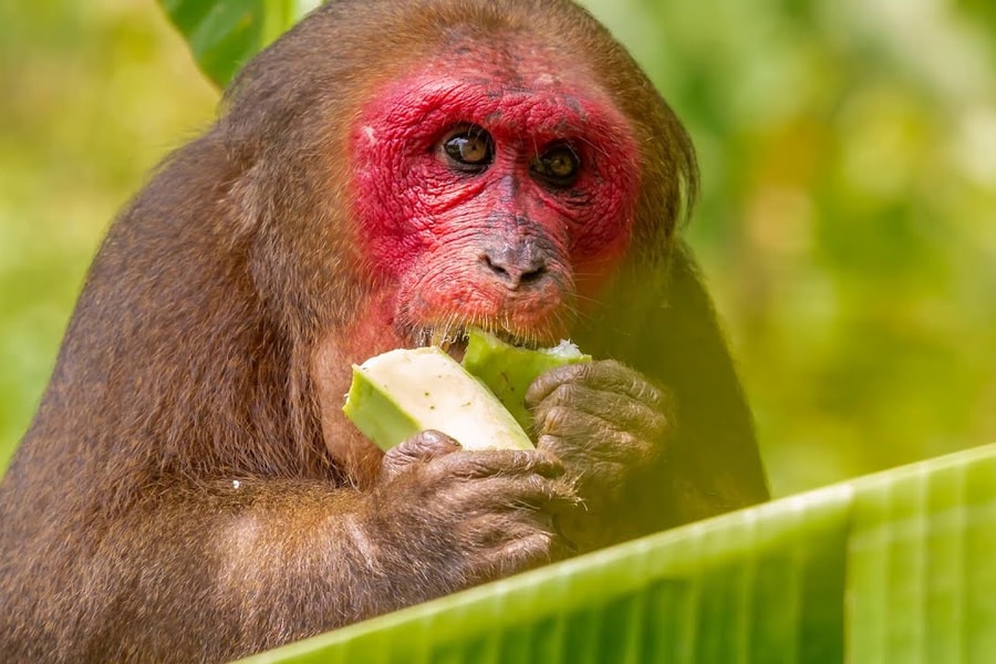 Mua khỉ về nấu cao, người đàn ông ở Nghệ An bị phạt 390 triệu đồng