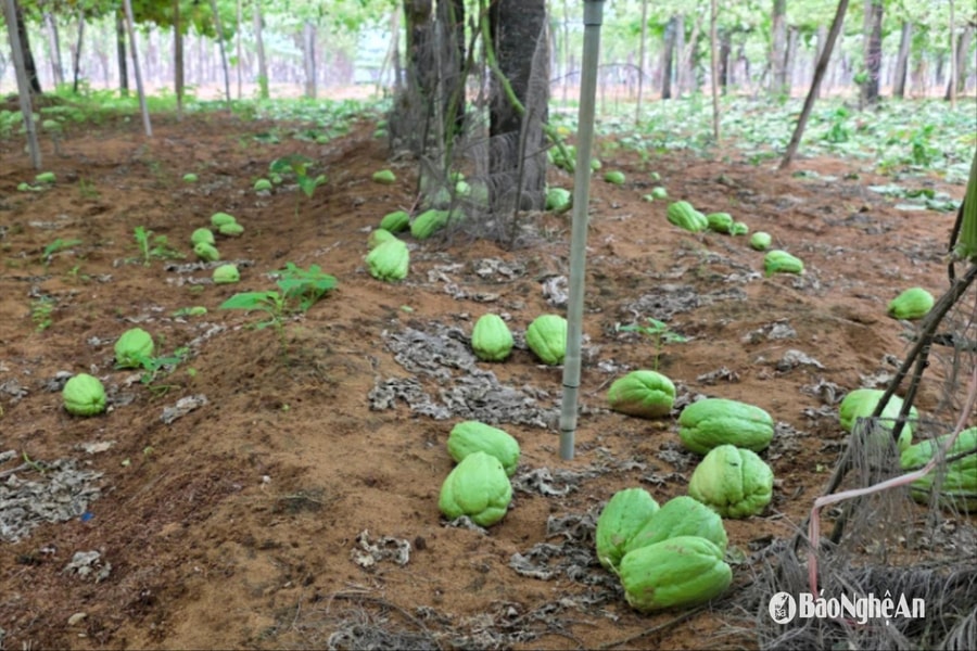 Su su OCOP giá 300 đồng/kg, nông dân tiếc nuối vứt bỏ đầy vườn