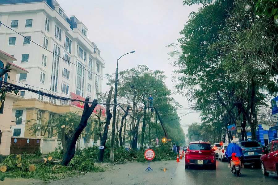 Thành phố Vinh bắt đầu cải tạo, nâng cấp đường Đinh Công Tráng, sẽ trồng mới 173 cây bằng lăng