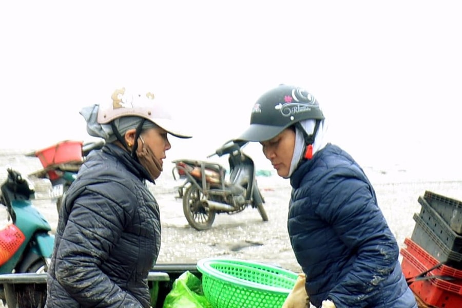 Ngư dân Nghệ An thu tiền triệu mỗi sáng từ đánh cá trích