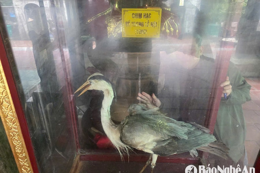 Chuyện 'chim hạc về trời' ở đền Cuông