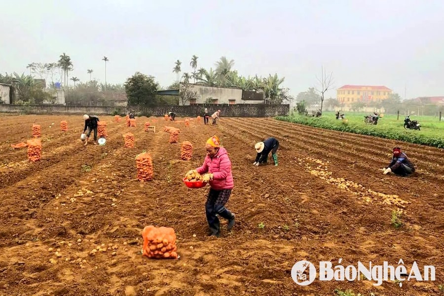 Nông dân Nghệ An thu hoạch khoai tây, thu về 150 triệu đồng/ha