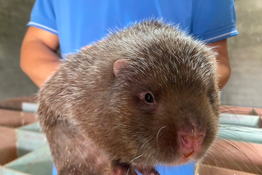 Tốt nghiệp Đại học Bách khoa về quê nuôi dúi làm giàu