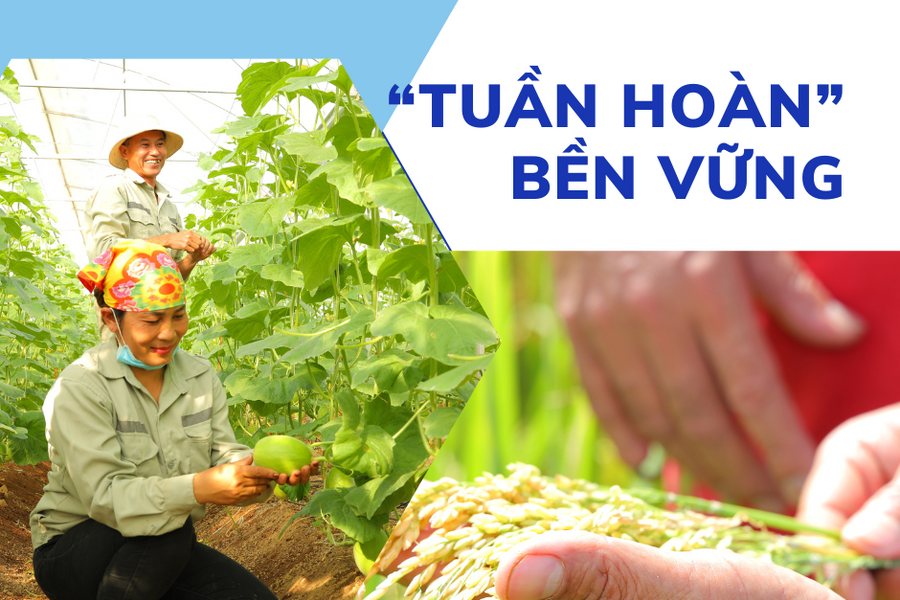 'Tuần hoàn' bền vững